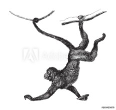Bild på Red faced spider monkey Ateles paniscus - vintage illustration 